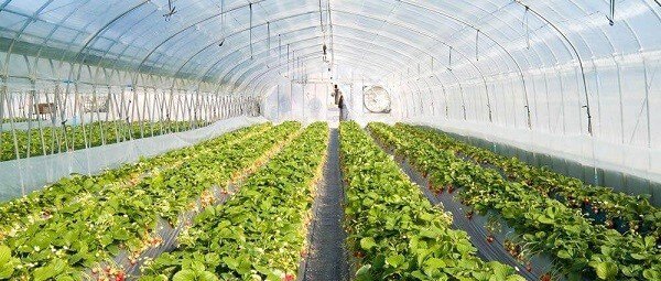 Mẫu nhà kính trồng rau greenhouse