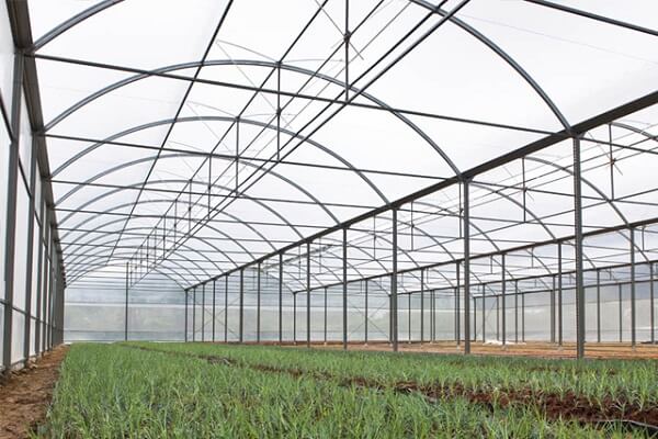 Mô hình trồng rau nhà lưới hở