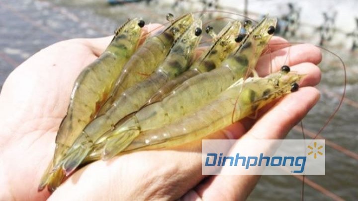 Bạt Hdpe làm hồ giúp tăng năng suất tôm