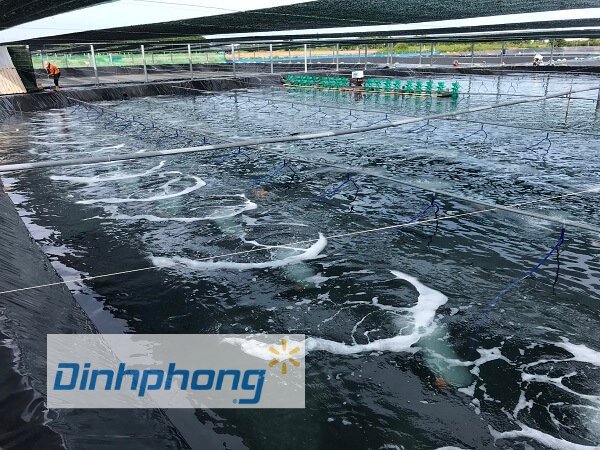 Mô Hình Nuôi Tôm Bằng Bạt HDPE Đạt Năng Suất Cao