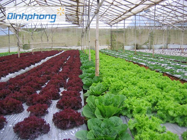 màng phủ nông nghiệp đem lại lợi ích gì cho cây trồng