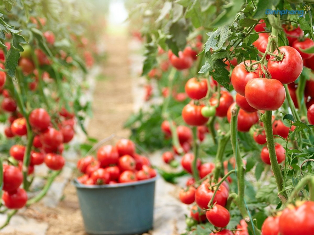 Cận cảnh chùm cà chua chín đỏ mọng, sai trĩu quả được trồng bằng kỹ thuật màng phủ nông nghiệp, minh chứng cho cách trồng cà chua năng suất cao.