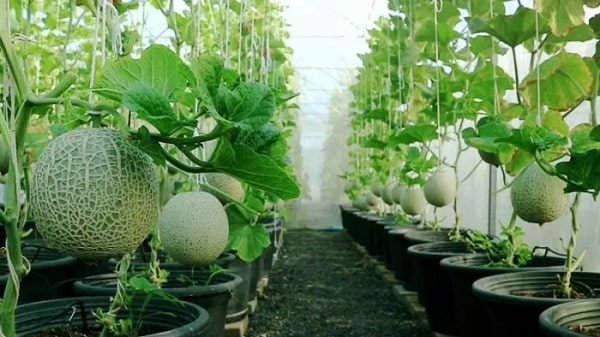 Phương pháp trồng dưa lưới trong màng nhà kính rất được ưa chuộng vì sẽ tăng năng suất thu hoạch trái