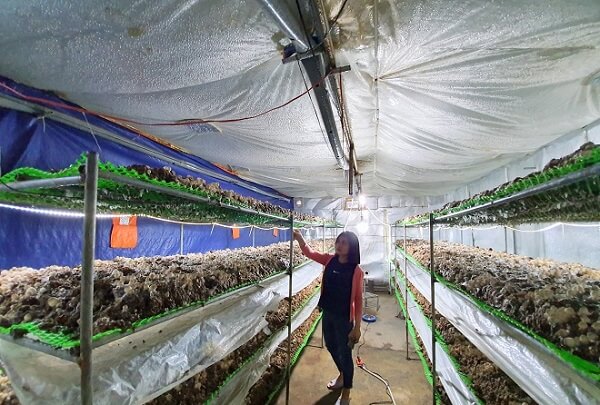 Nghệ An Mô hình trồng nấm mang lại hiệu quả kinh tế của chàng kỹ sư trẻ   Báo Dân trí