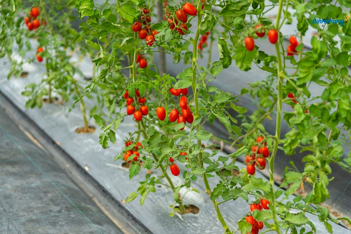 Những chùm cà chua bi đỏ trĩu quả, căng mọng trên giàn, một giống cà chua bi cho năng suất cao được nhiều nhà vườn ưa chuộng.
