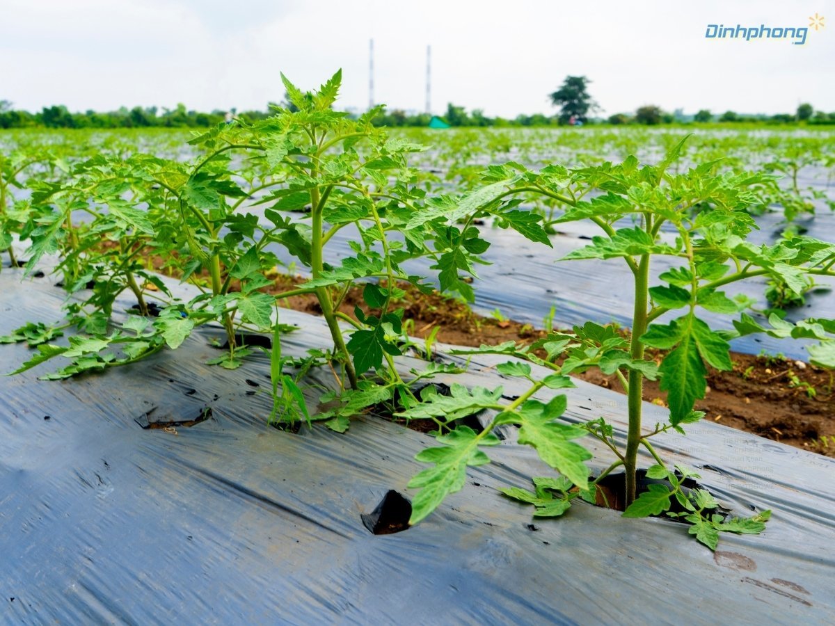 Thực hiện kỹ thuật trải màng phủ nông nghiệp màu đen lên luống đất đã được chuẩn bị kỹ để trồng cà chua.