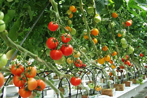 Để kỹ thuật trồng cây cà chua hiệu quả cần dựa vào rất nhiều yếu tố 