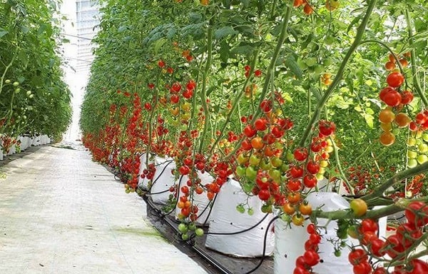 Cây cà chua khi trồng vào những giá đất sẽ đảm bảo mật độ tốt nhất giữa các cây 