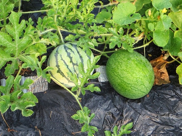 Nên thực hiện xem kỹ thuật trồng dưa hấu để chăm sóc những quả dưa đạt chất lượng tốt nhất