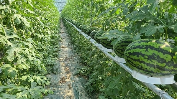 Có thể kết hợp phương pháp trồng dưa bằng màng phủ trong nhà màng kính để tối ưu chất lượng dưa được thu hoạch 