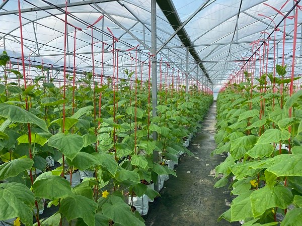 Sử dụng các màn nhà kính sẽ giúp người trồng kiểm soát được những điều kiện tác động tới cách trồng dưa chuột