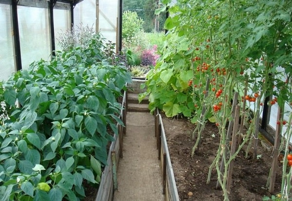 Trồng ớt trong các màng nhà kính còn có thể phân khu trồng cùng các loại rau ăn trái khác