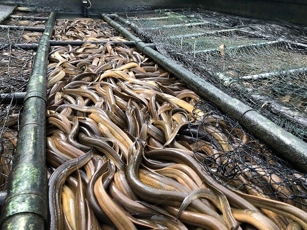 Mô hình nuôi lươn không bùn ở Hải Giang