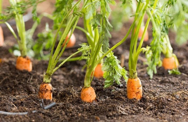 Cách trồng cà rốt đúng kỹ thuật sẽ thu hoạch được nhiều củ