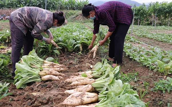 Mô hình trồng củ cải trắng  Nhân sâm mùa đông của người Việt  YouTube