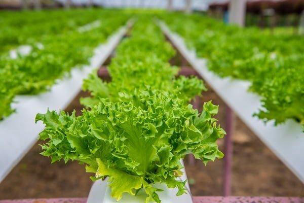 Mô hình trồng rau thủy canh siêu sạch  Hội Làm vườn Việt Nam