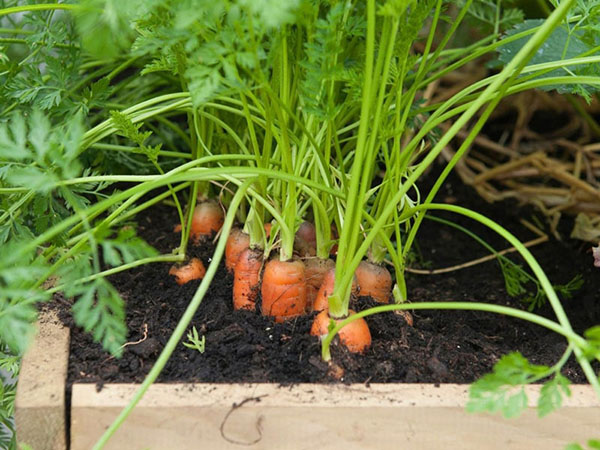 Chăm sóc cây cà rốt bằng việc duy trì tưới nước hàng ngày vào buổi sáng
