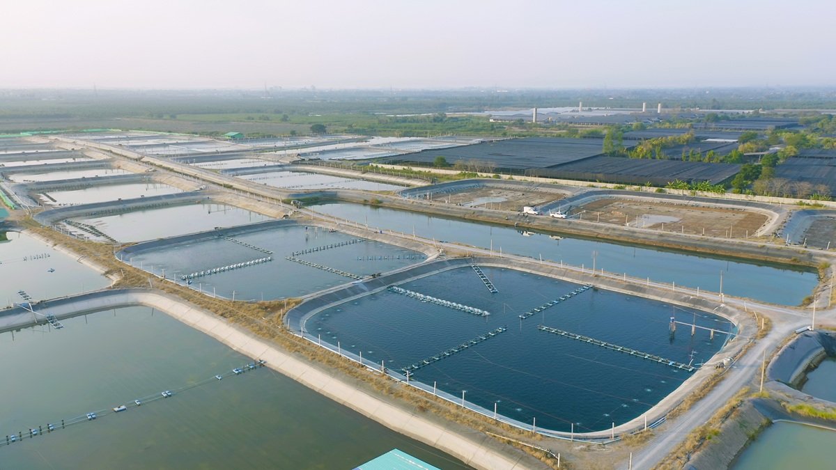 ảnh chụp trên cao khu nuôi tôm ao lót bạt công nghệ cao