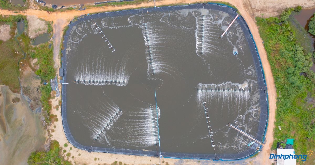 Hồ nuôi tôm lót bạt HDPE với hệ thống sục khí