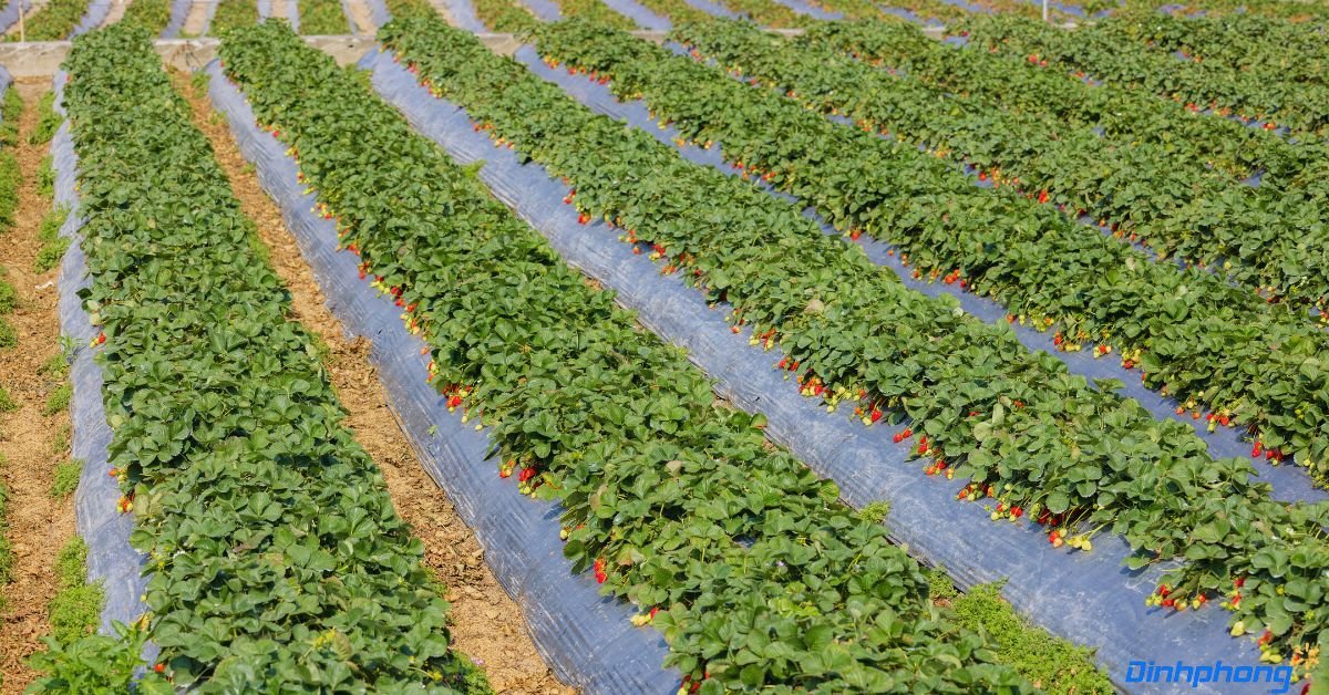 vườn dâu tây sử dụng màng phủ nông nghiệp