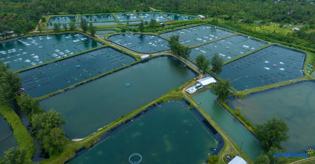 nuôi tôm sú công nghiệp năng suất cao