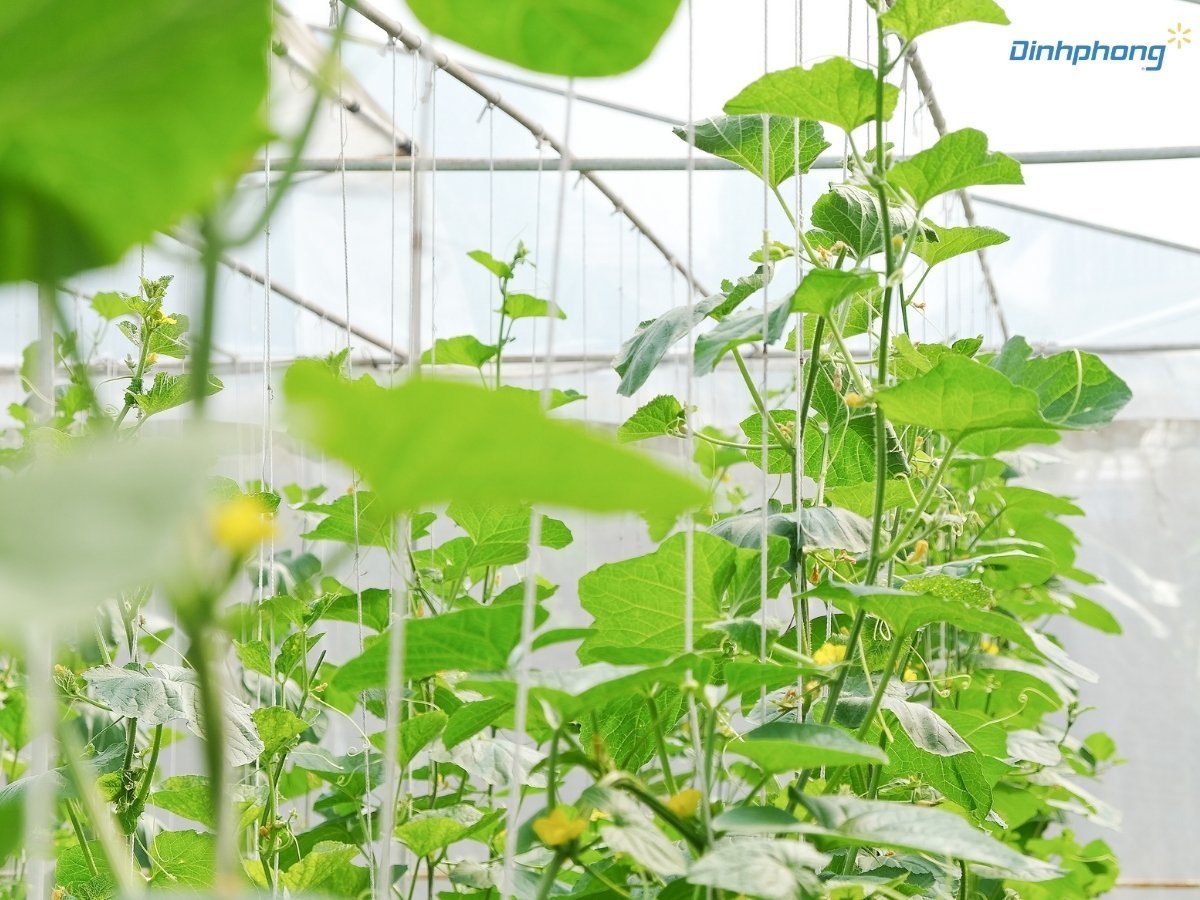 Hàng cây dưa lưới xanh tốt đang trong giai đoạn ra hoa, được trồng leo giàn thẳng tắp bên trong một nhà kính hiện đại giúp kiểm soát môi trường và tăng năng suất.