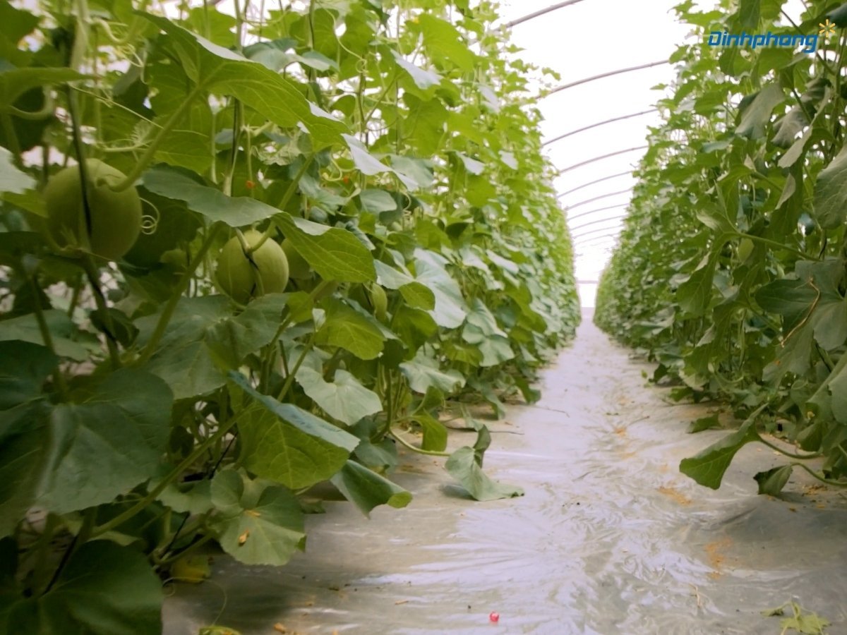 Luống dưa lưới được lót màng phủ nông nghiệp màu bạc, tạo môi trường sạch sẽ giúp cây phát triển và cho ra quả to, khỏe mạnh với vân lưới đẹp