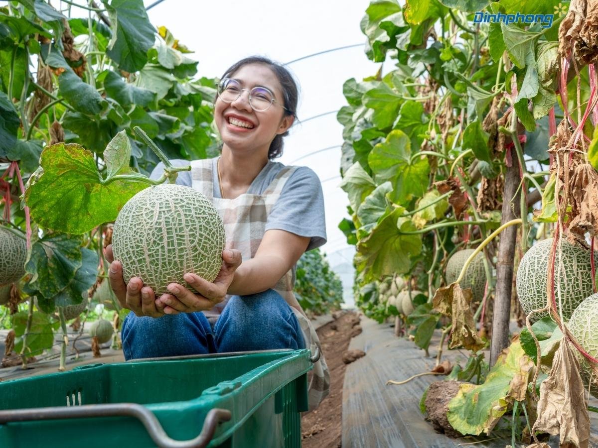 quả dưa lưới tròn đẹp sau khi thu hoạch trong nhà kính áp dụng kỹ thuật trồng công nghệ cao