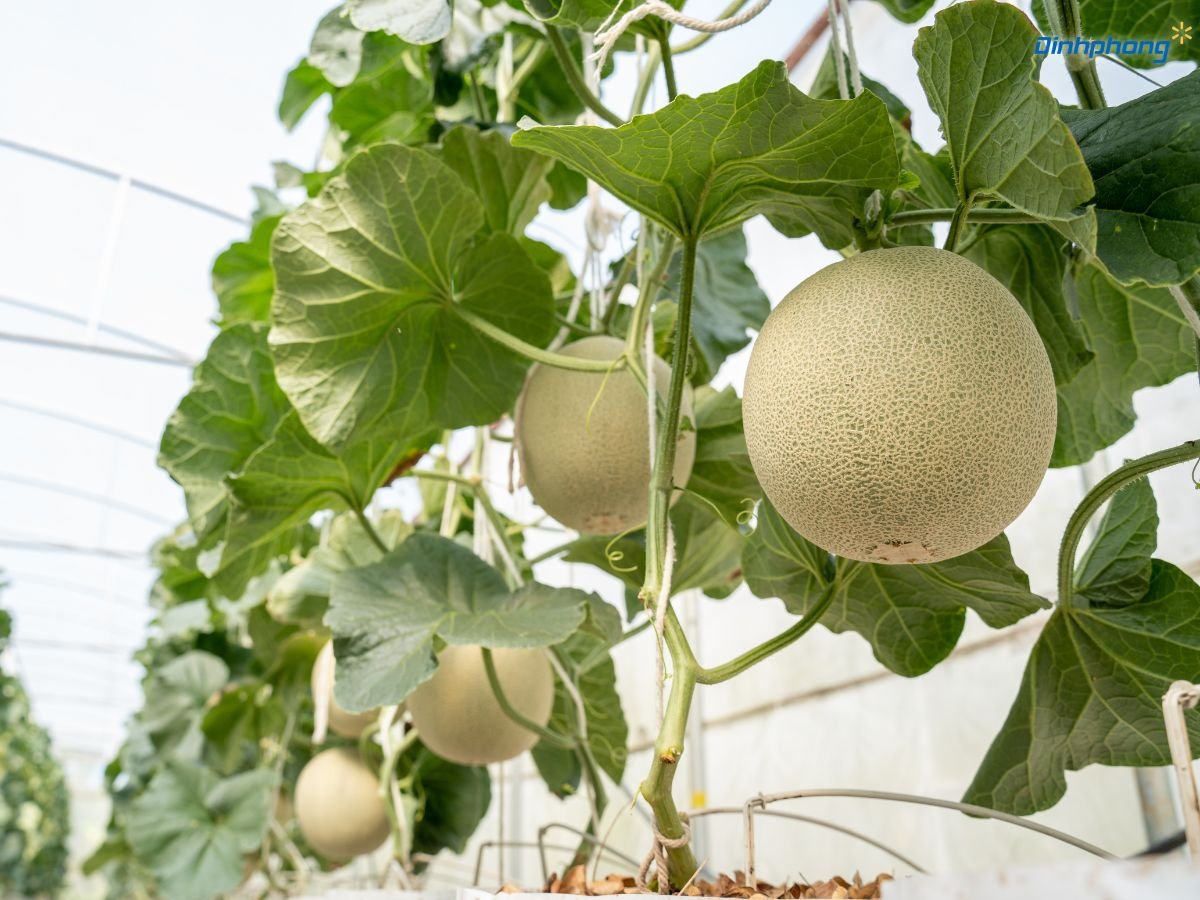 Những quả dưa lưới căng tròn, ngả màu vàng nhạt trên giàn, đang ở thời điểm lý tưởng để thu hoạch nhằm đảm bảo độ ngọt và chất lượng cao nhất.