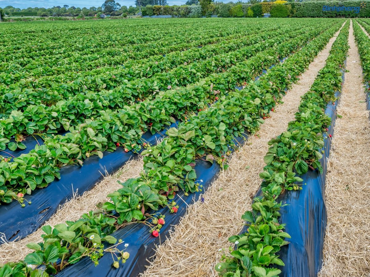 Trang trại trồng dâu tây ngoài trời sử dụng màng phủ nông nghiệp